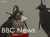 BBC ME News